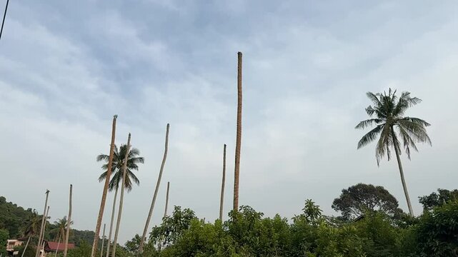 Coconut trees decapitated by pests, likely the red palm weevil (Rhynchophorus ferrugineus) or the coconut rhinoceros beetle (Oryctes rhinoceros). The damage highlights the threat to tropical ecosystem