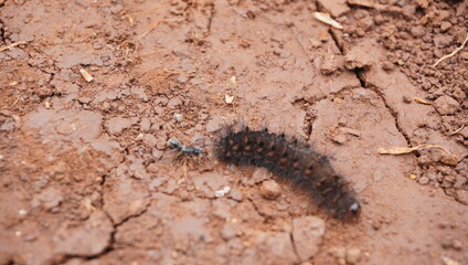 caterpillars and ants