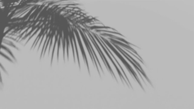 palm leaf shadow in the wind blowing overlay on white wall background wall textures, video background for Product 4k Resolution