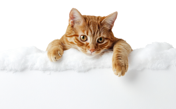 PNG Ginger cat peeking background feline pet.