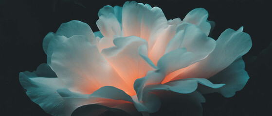Abstract representation of floral design with petals and glowing center against black background
