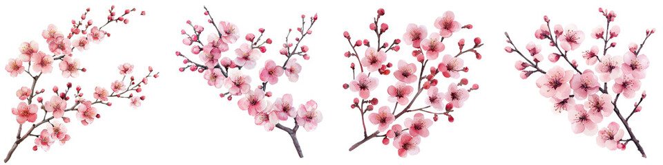Fototapeta premium Elegant Pink Cherry Blossom Flowers on Branches Blooming in Spring Season