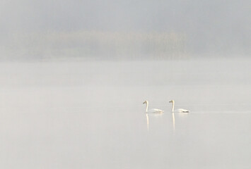 Łabędzie pływające we mgle. © Adam