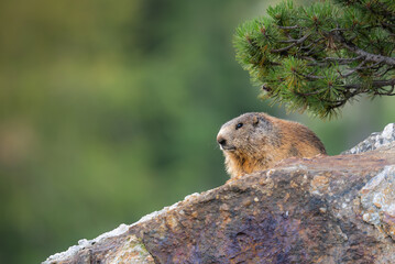 Alpine Marmot - Mountain Sentinel