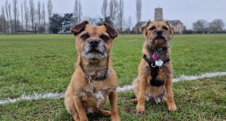 Two cute Border Terrier Puppy dogs sitting on a green field enjoying a dog walk in a park