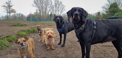 A pack of cute and happy dog friends of various breed, age and size are hanging out together in a green park on a sunny day enjoying their group dog walk - dog walking, pet sitting, dog day care