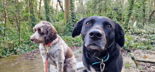 A group of cute and happy dog friends of various breed, age and size are hanging out together in a green park on a sunny day enjoying their group dog walk - dog walking, pet sitting, dog day care
