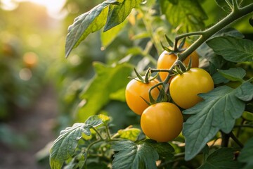 Miniature Homegrown Yellow Tomatoes: Tilt-Shift Photography