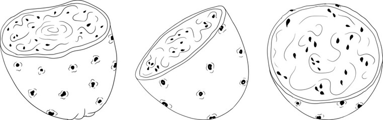 Naklejka premium Hand drawn, line, coloring pages vector Opuntia fruit, prickly pear cactus, Indian figs, Edible cactus 