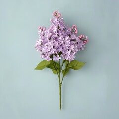 Fototapeta premium Lovely Lilac Bouquet Soft Purple Blossoms on a Light Blue Background