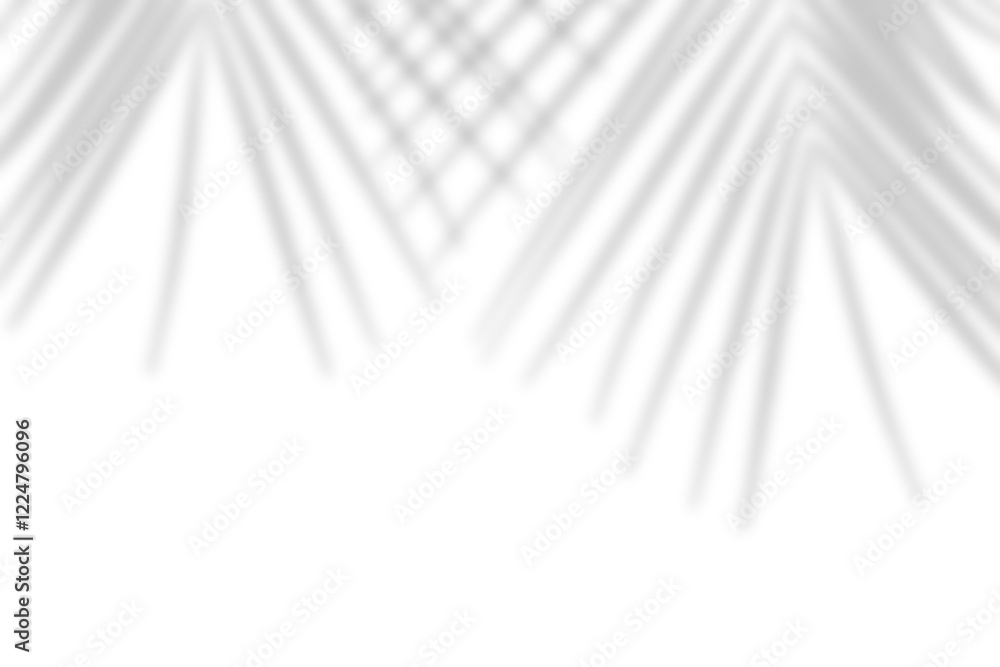 Canvas Prints palm leaf shadow overlay effect isolated on transparent background. tropical coconut tree leaves sha