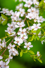 Cherry blossom branch in the garden in spring
