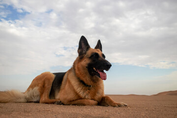German Shepherd in the Namib Desert sand against a cloudy sky at sunset