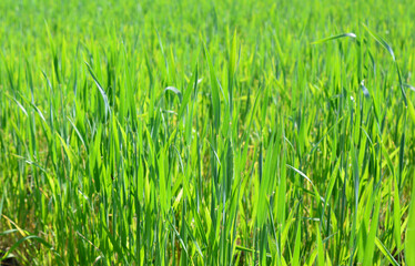 a close up of Lush Green Field green grass background