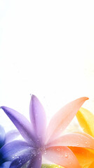 Fototapeta premium Colorful Flower Petals with Water Droplets Create a Stunning Visual Display