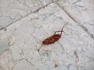 Dead cockroach on a light gray stone floor