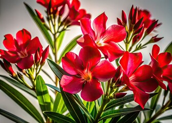 Fototapeta premium Night's embrace: Red oleander buds and leaves, a stark white backdrop, magnified in captivating detail.