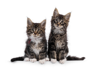 2 Black tabby with white Maine Coon cat kitten, sitting side by side. Both looking towards camera. Isolated on a white background.