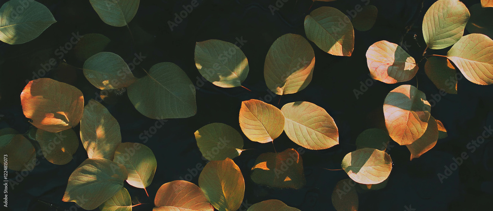 Leinwandbilder Light filters through leaves, creating dappled patterns on a dark background