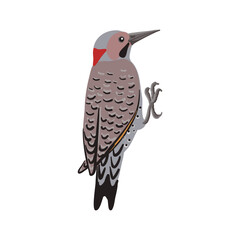 vector drawing bird, northern flicker, Colaptes auratus, hand drawn , isolated nature design element