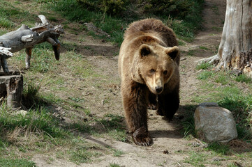 Obraz premium Ours brun, Ursus arctos