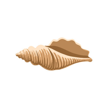 vector drawing sea shell, seashell isolated at white background, hand drawn illustration