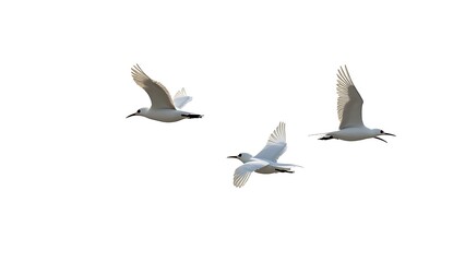 Obraz premium stylized birds in flight white background