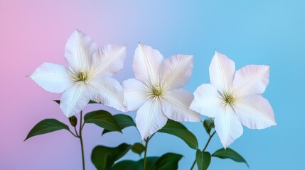 Three Delicate White Clematis Blossoms Against a Pastel Pink and Blue Background
