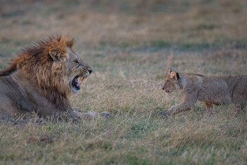 Savannah Wildlife: Tense Moment Between Lion and Cub