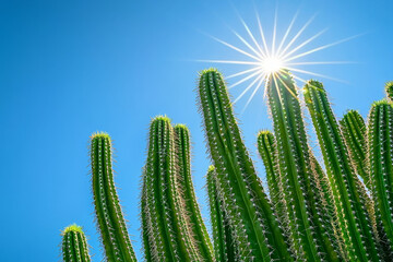 Sunlit cacti against a vibrant blue sky.