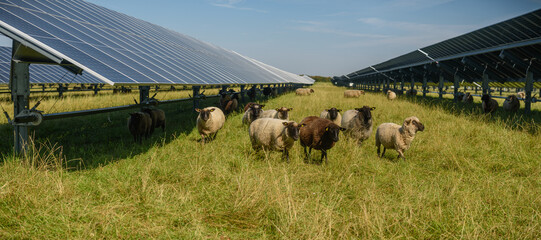 Sheeps standing next to a field of solar panels. Solar farm with solar trackers panels and flock of...