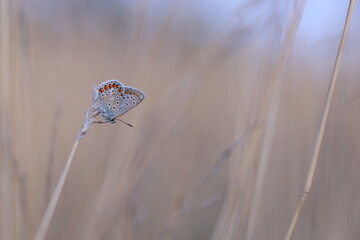 una farfalla licenide al tramonto