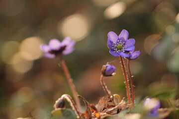fiori di anemone hepatica nel bosco in primavera