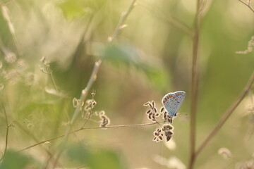 una farfalla licenide al tramonto