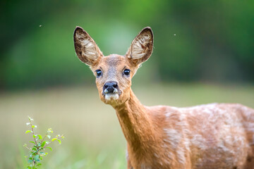 Portrait of a roe deer doe in moult on the lookout in a clearing. Capreolus capreolus, Sologne, Loiret 45, région Centre-Val-de-Loire, France, European Union, Europe