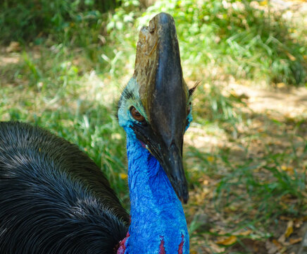 The Head of Kasuari or cassowary (Casuarius casuarius). close up