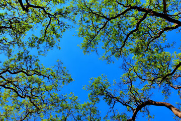 Fototapeta premium Green Tree Branches Reach Upward Against a Clear Blue Sky on a Sunny Day