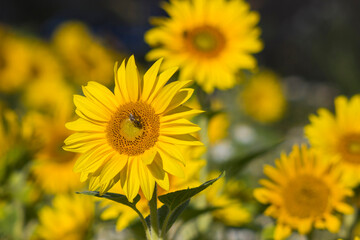 Sunflowers (helianthus) in a field - summertime