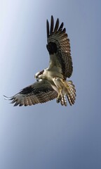 Beautiful osprey soaring in the sky over Fernan Lake in Idaho searching for fish.