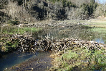 Biber staut die Büttnau  bei Veringenstadt
