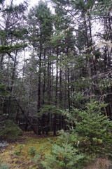 Deer Isle, Maine, Usa