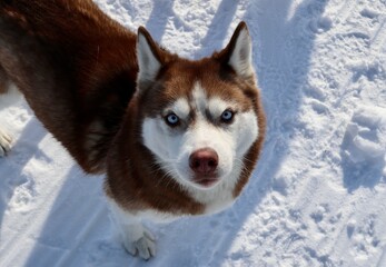 A dog in the snow in a mountain village in winter
