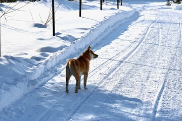 A mongrel dog in a mountain village in Eastern Kazakhstan in winter