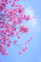 Beautiful Sakura or Cherry Blossom flowers bloom on the high mountain. The famous place of travel attraction destination at Chiang Mai, Thailand. Doi Inthanon National Park, Doi Ang Khang,