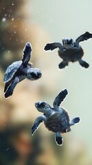 Obraz premium Baby sea turtles underwater