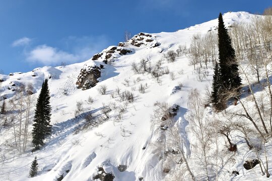 A tree on the bank of the frozen Malaya Ulba mountain river in Eastern Kazakhstan in winter