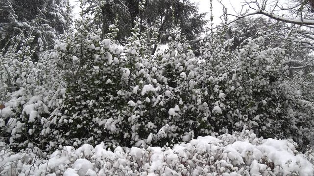 When it snows in the evergreen trees