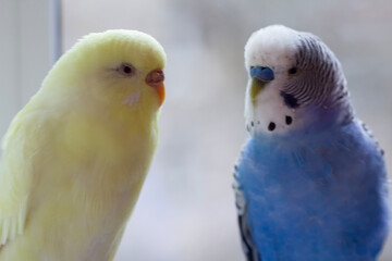 Two parrots close-up of the window