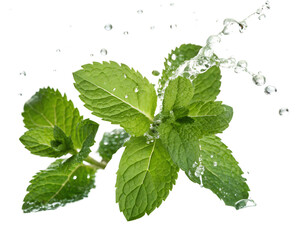 mint leaves isolated on white background