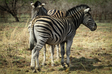 Zebra in South Africa - Safari - African Wildlife Scene